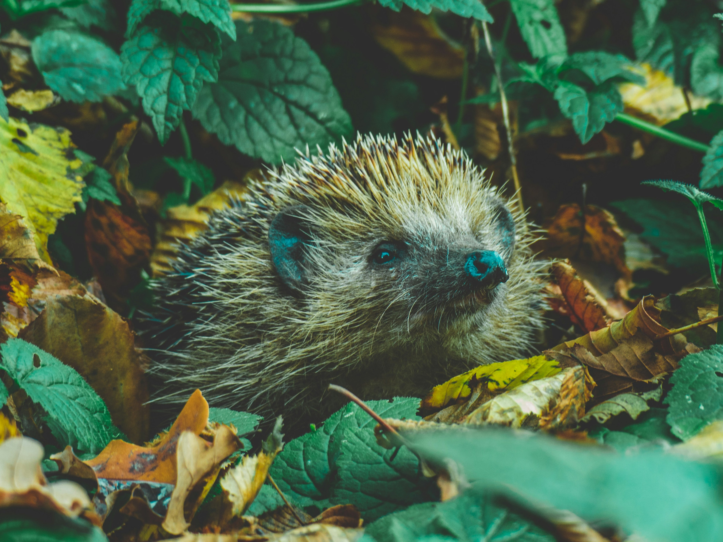 Hedgehog Awareness Week